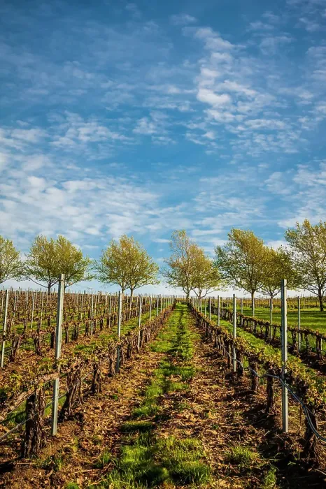 Framed Print : USA, Washington State, Walla Walla. Spring light on Figgins Estate Vineyard. (Editorial Use Only) Framed Print : USA, Washington State, Walla Walla. Spring light on Figgins Estate Vineyard. (Editorial Use Only)