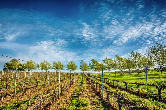 Framed Print : USA, Washington State, Walla Walla. Spring light on Figgins Estate Vineyard. (Editorial Use Only) Framed Print : USA, Washington State, Walla Walla. Spring light on Figgins Estate Vineyard. (Editorial Use Only)