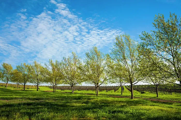 Framed Print : USA, Washington State, Walla Walla. Spring morning on a Walla Walla vineyard