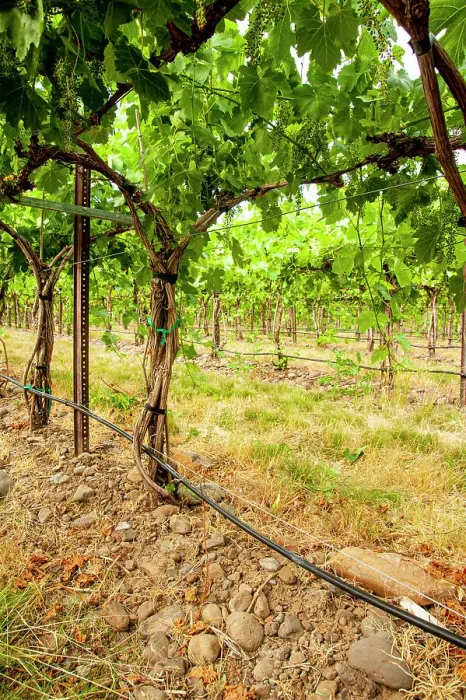 Framed Print : USA, Washington State, Walla Walla. The Funk Vineyard with the special trellis system known as the Geneva Double Curtain. (Editorial Use Only) Framed Print : USA, Washington State, Walla Walla. The Funk Vineyard with the special trellis system known as the Geneva Double Curtain. (Editorial Use Only)