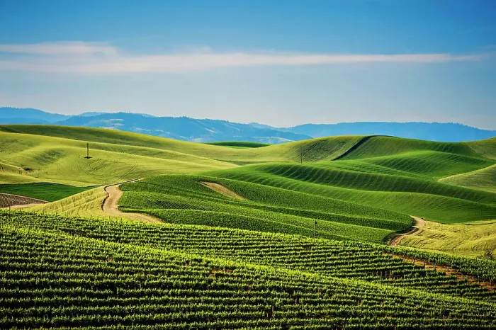 Framed Print : USA, Washington State, Walla Walla. The Spring Valley Vineyard is bordered by wheat fields on all sides. (Editorial Use Only) Framed Print : USA, Washington State, Walla Walla. The Spring Valley Vineyard is bordered by wheat fields on all sides. (Editorial Use Only)