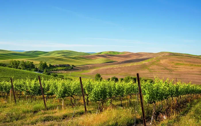 Framed Print : USA, Washington State, Walla Walla. The estate vineyard of Spring Valley Vineyard is bordered by historic wheatfields north of Walla Walla. (Editorial Use Only) Framed Print : USA, Washington State, Walla Walla. The estate vineyard of Spring Valley Vineyard is bordered by historic wheatfields north of Walla Walla. (Editorial Use Only)