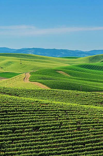 USA, Washington State, Walla Walla. The estate vineyard of Spring Valley Vineyard is bordered by historic wheatfields north of Walla Walla. (Editorial Use Only)