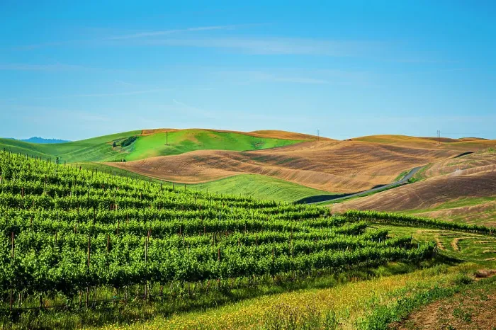 Framed Print : USA, Washington State, Walla Walla. The estate vineyard of Spring Valley Vineyard is bordered by historic wheatfields north of Walla Walla. (Editorial Use Only) Framed Print : USA, Washington State, Walla Walla. The estate vineyard of Spring Valley Vineyard is bordered by historic wheatfields north of Walla Walla. (Editorial Use Only)