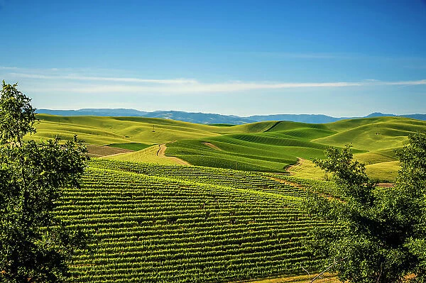 USA, Washington State, Walla Walla. The Spring Valley Vineyard is bordered by wheat fields on all sides. (Editorial Use Only)