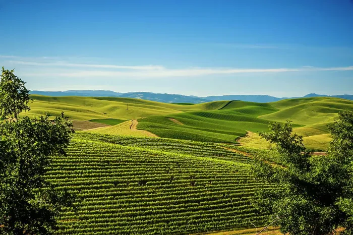 Framed Print : USA, Washington State, Walla Walla. The Spring Valley Vineyard is bordered by wheat fields on all sides. (Editorial Use Only) Framed Print : USA, Washington State, Walla Walla. The Spring Valley Vineyard is bordered by wheat fields on all sides. (Editorial Use Only)
