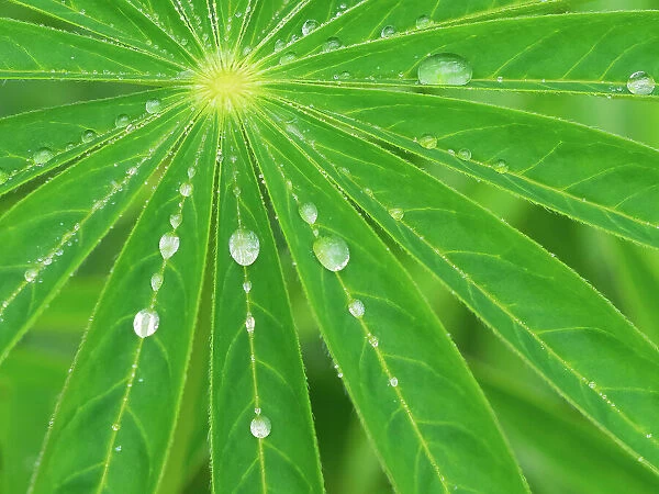 USA, Washington State. Water on lupine leaves