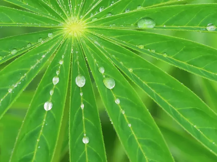 Framed Print : USA, Washington State. Water on lupine leaves Framed Print : USA, Washington State. Water on lupine leaves