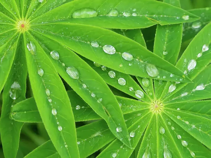 Framed Print : USA, Washington State. Water on lupine leaves Framed Print : USA, Washington State. Water on lupine leaves