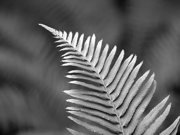 USA, Washington State. Western sword fern