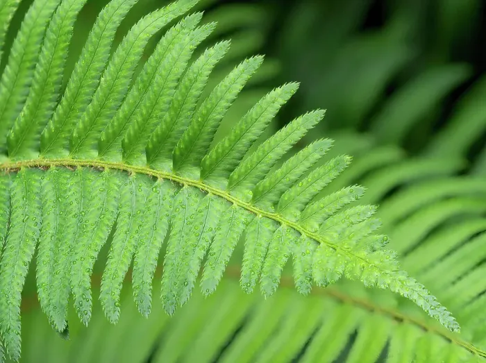 Framed Print : USA, Washington State. Western Sword Fern, with water drops Framed Print : USA, Washington State. Western Sword Fern, with water drops