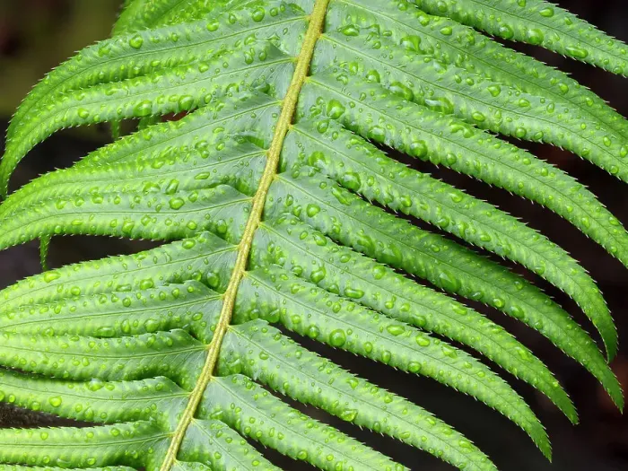 Framed Print : USA, Washington State. Western Sword Fern, with water drops Framed Print : USA, Washington State. Western Sword Fern, with water drops