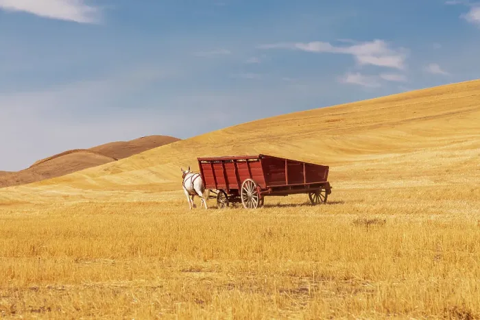Framed Print : USA, Washington State, Whitman County, Palouse. Harvesting wheat. Old fashioned threshing farm equipment