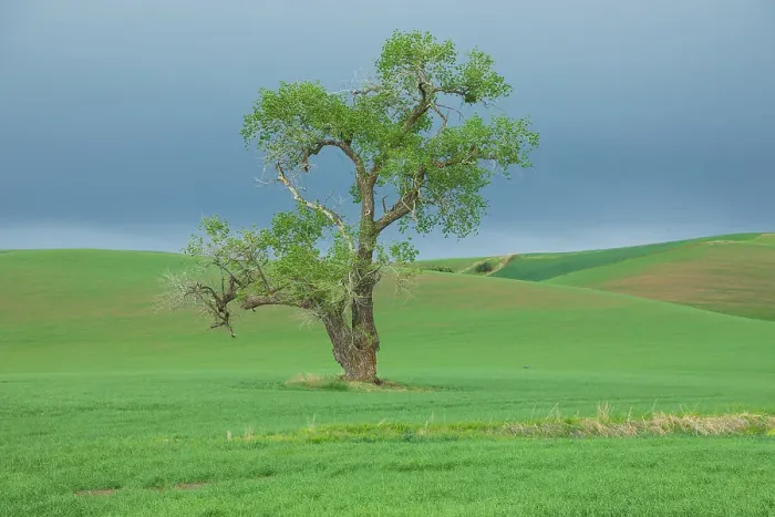 Framed Print : USA, Washington State, Whitman County, Palouse. Solitary tree Framed Print : USA, Washington State, Whitman County, Palouse. Solitary tree