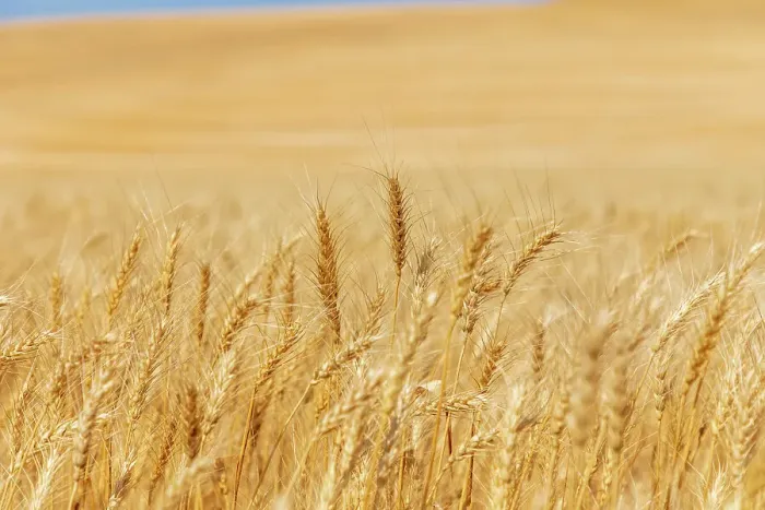 Framed Print : USA, Washington State, Whitman County, Palouse. Wheat fields
