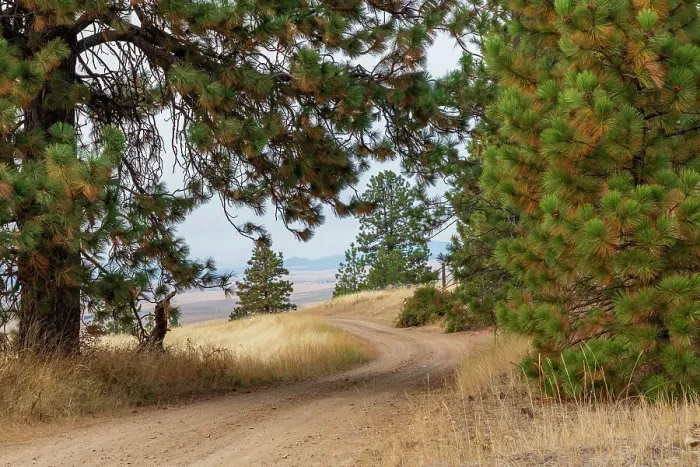 Framed Print : USA, Washington State, Whitman County, Palouse. Pine trees along dirt road near Farmington