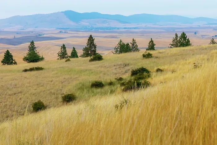 Framed Print : USA, Washington State, Whitman County, Palouse. Fields of wheat near Farmington
