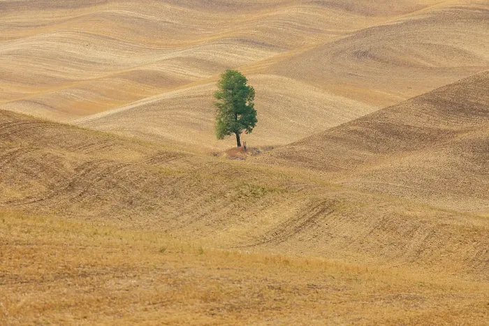 Framed Print : USA, Washington State, Whitman County, Palouse. Lone tree in rolling field