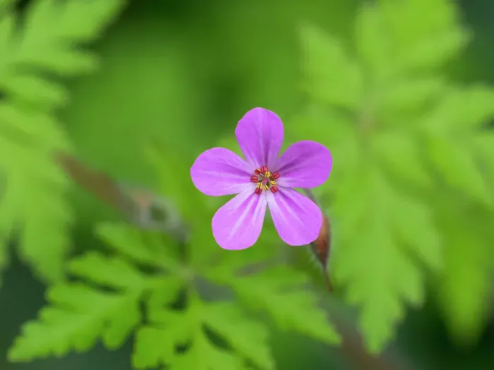 Framed Print : USA, Washington State. Wild Geranium