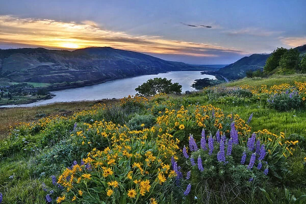 USA, Washington State. Wildflowers bloom in Columbia Hills State Park