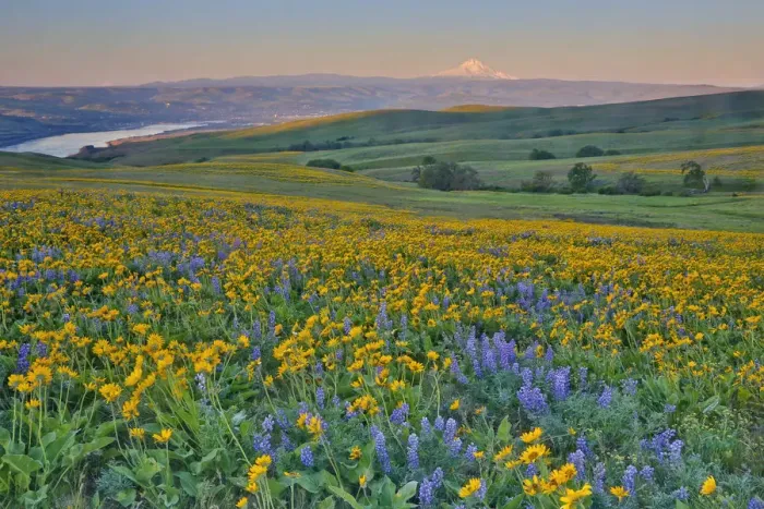Framed Print : USA, Washington State. Wildflowers bloom in Columbia Hills State Park Framed Print : USA, Washington State. Wildflowers bloom in Columbia Hills State Park