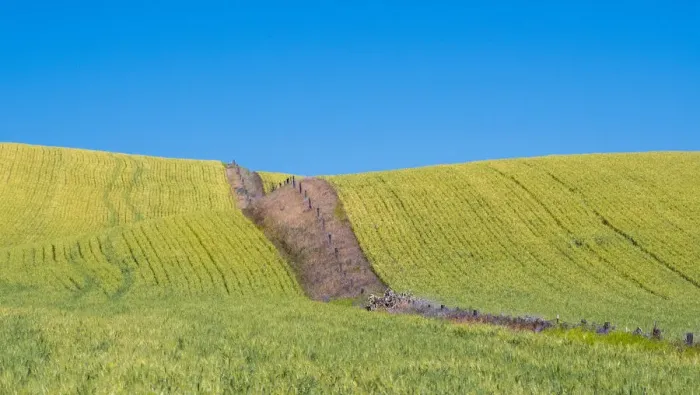 Framed Print : USA, Washington State, Winona winter wheat with fence line running through middle of field Framed Print : USA, Washington State, Winona winter wheat with fence line running through middle of field