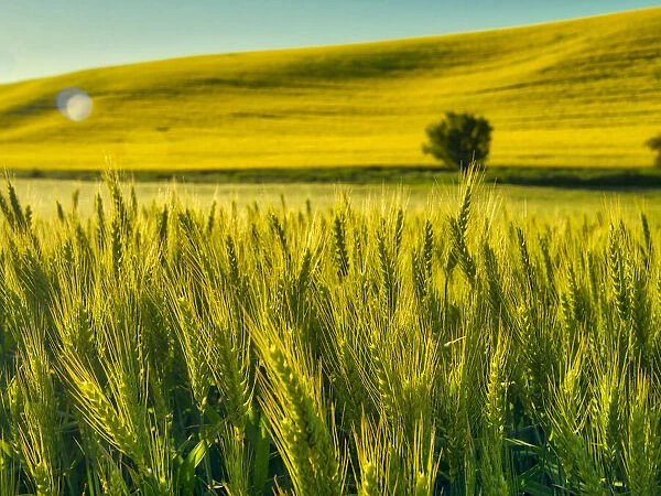 USA, Washington State, Winter wheat field close up