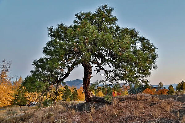 USA, Washington State, Winthrop, Sun Mountain and lone pine tree