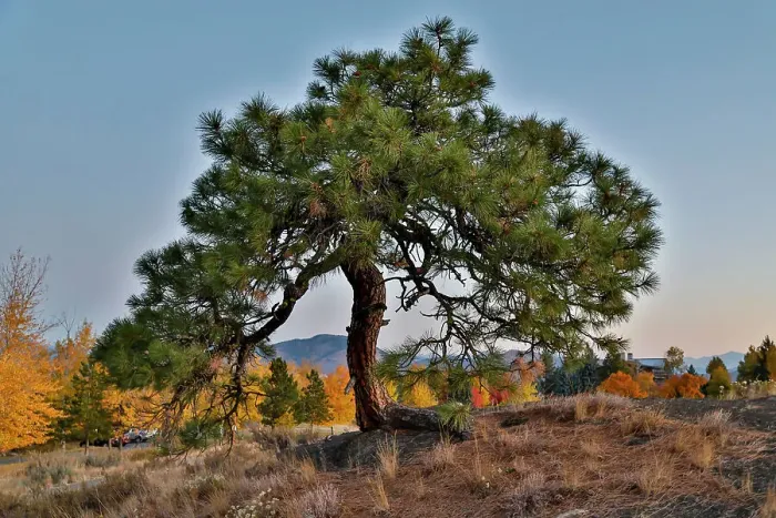 Framed Print : USA, Washington State, Winthrop, Sun Mountain and lone pine tree