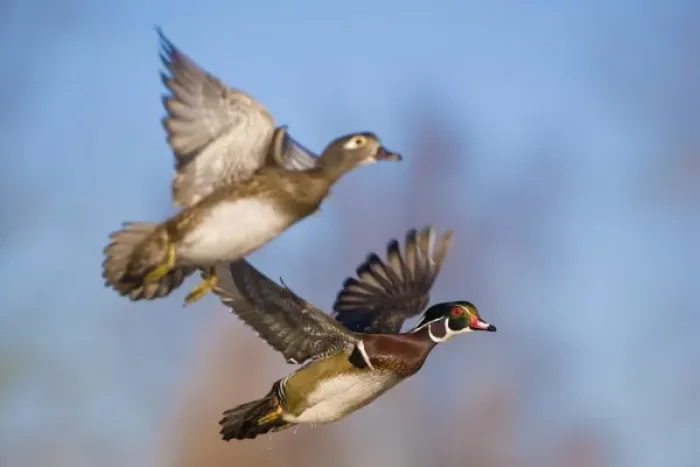 Framed Print : USA, Washington State, Wood Duck, male, female, flight