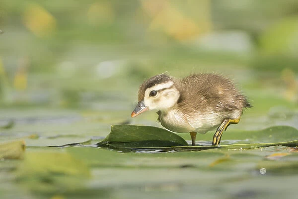 USA, Washington State. Wood Duck (Aix sponsa) duckling on lily pad in western Washington
