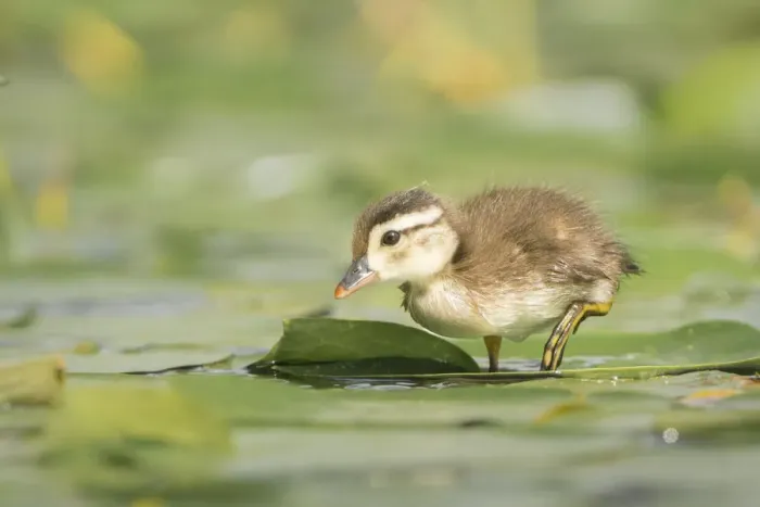 Framed Print : USA, Washington State. Wood Duck (Aix sponsa) duckling on lily pad in western Washington Framed Print : USA, Washington State. Wood Duck (Aix sponsa) duckling on lily pad in western Washington