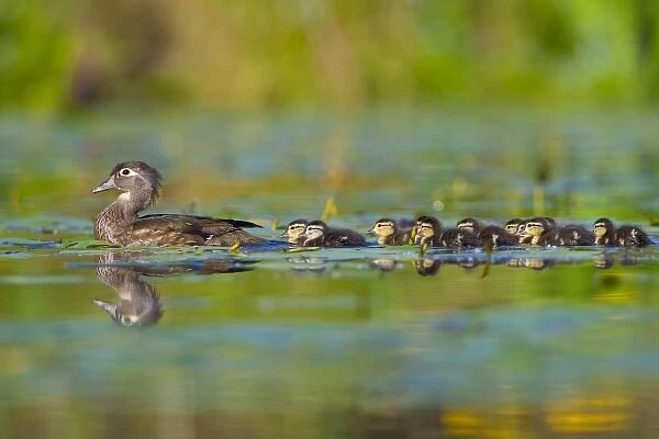 USA, Washington State, Wood Duck, female, ducklings, swimming