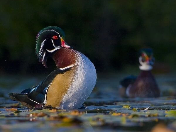 USA, Washington State, Wood Duck, male