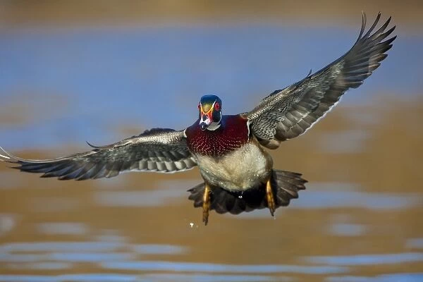 USA, Washington State, Wood Duck, male, flight, landing