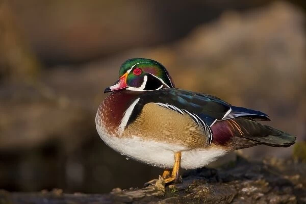 USA, Washington State, Wood Duck, male, roosting