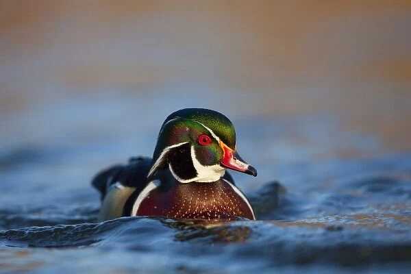 USA, Washington State, Wood Duck, male, swimming