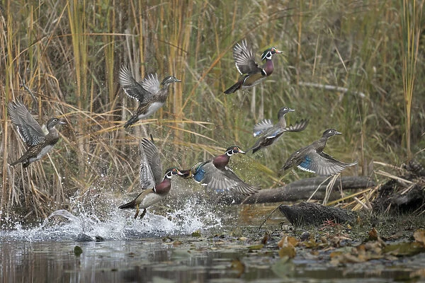 USA, Washington State. Wood Ducks (Aix sponsa) flock takes flight from a quiet pond