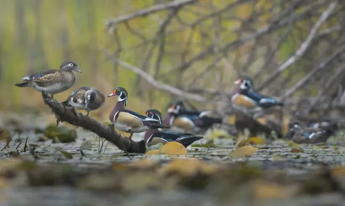Framed Print : USA, Washington State. Wood Ducks (Aix sponsa) flock roosts on a quiet pond. Seattle Framed Print : USA, Washington State. Wood Ducks (Aix sponsa) flock roosts on a quiet pond. Seattle