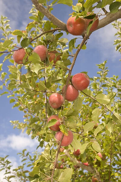 USA, Washington State, Yakima Valley. Jonagold Apples on Trees