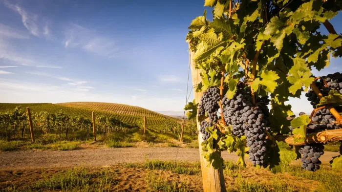 Framed Print : USA, Washington State, Yakima Valley. Clusters of Cabernet Sauvignon at Yakima Valley