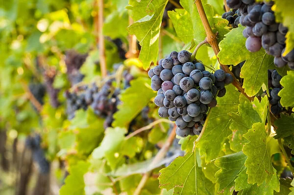 USA, Washington State, Yakima Valley. Clusters of Grenache grapes in a Yakima Valley