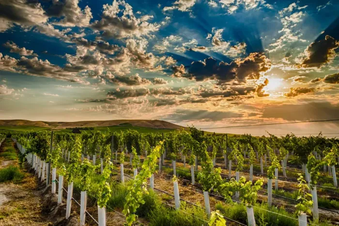 Framed Print : USA, Washington State, Yakima Valley. Sunrise on a Red Mountain vineyard