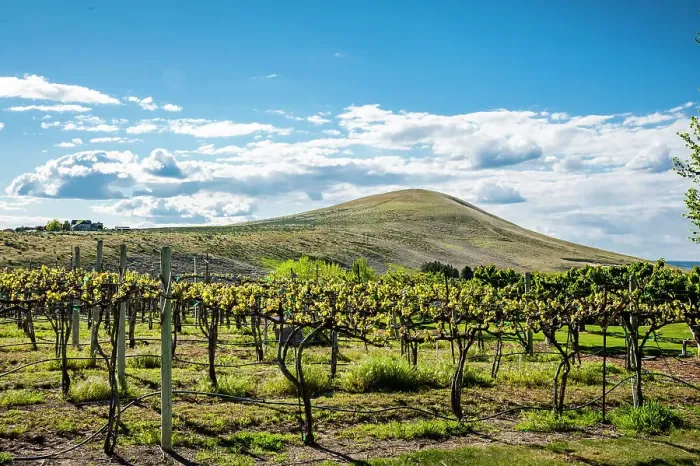 Framed Print : USA, Washington State, Yakima Valley. Spring light at Kitzke Cellars vineyard. (Editorial Use Only) Framed Print : USA, Washington State, Yakima Valley. Spring light at Kitzke Cellars vineyard. (Editorial Use Only)