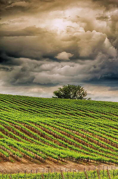 USA, Washington State, Yakima Valley. Rows in a Washington vineyard at spring