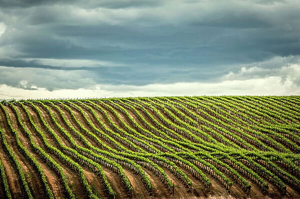 USA, Washington State, Yakima Valley. Rows in a Washington vineyard at spring