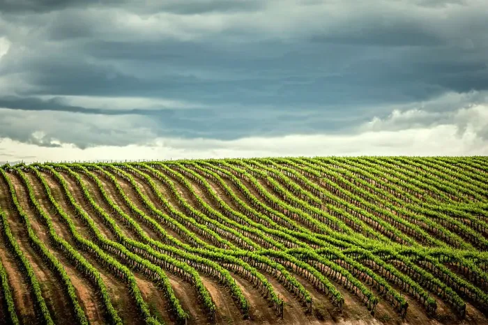 Framed Print : USA, Washington State, Yakima Valley. Rows in a Washington vineyard at spring Framed Print : USA, Washington State, Yakima Valley. Rows in a Washington vineyard at spring