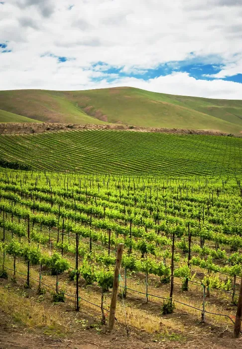 Framed Print : USA, Washington State, Yakima Valley. Rows in a Washington vineyard at spring Framed Print : USA, Washington State, Yakima Valley. Rows in a Washington vineyard at spring