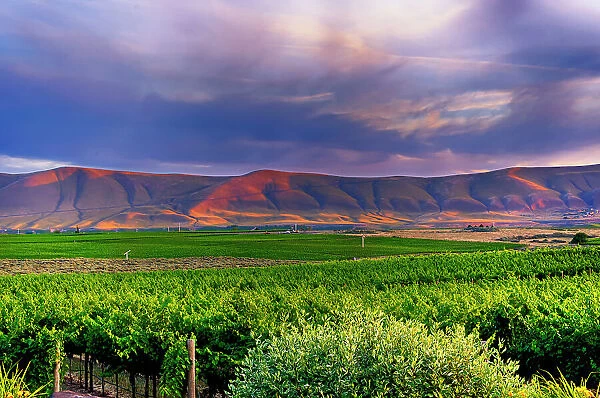 USA, Washington State, Yakima Valley. Dusk over the many vineyards on Red Mountain in Washington's Yakima Valley backed by the Horse Heaven Hills
