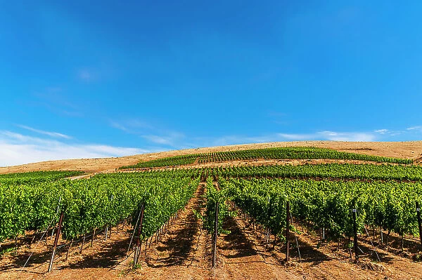 USA, Washington State, Yakima Valley. Vineyard with increasing elevation on Red Mountain in Washington's Yakima Valley